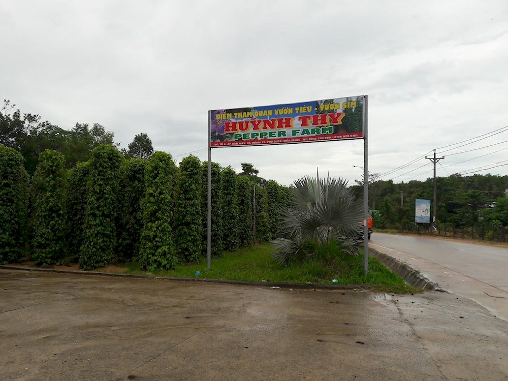 Visitors can immediately see rows of green pepper trees right from the entrance of Huynh Thy pepper farm